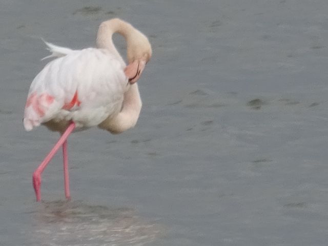 Amposta